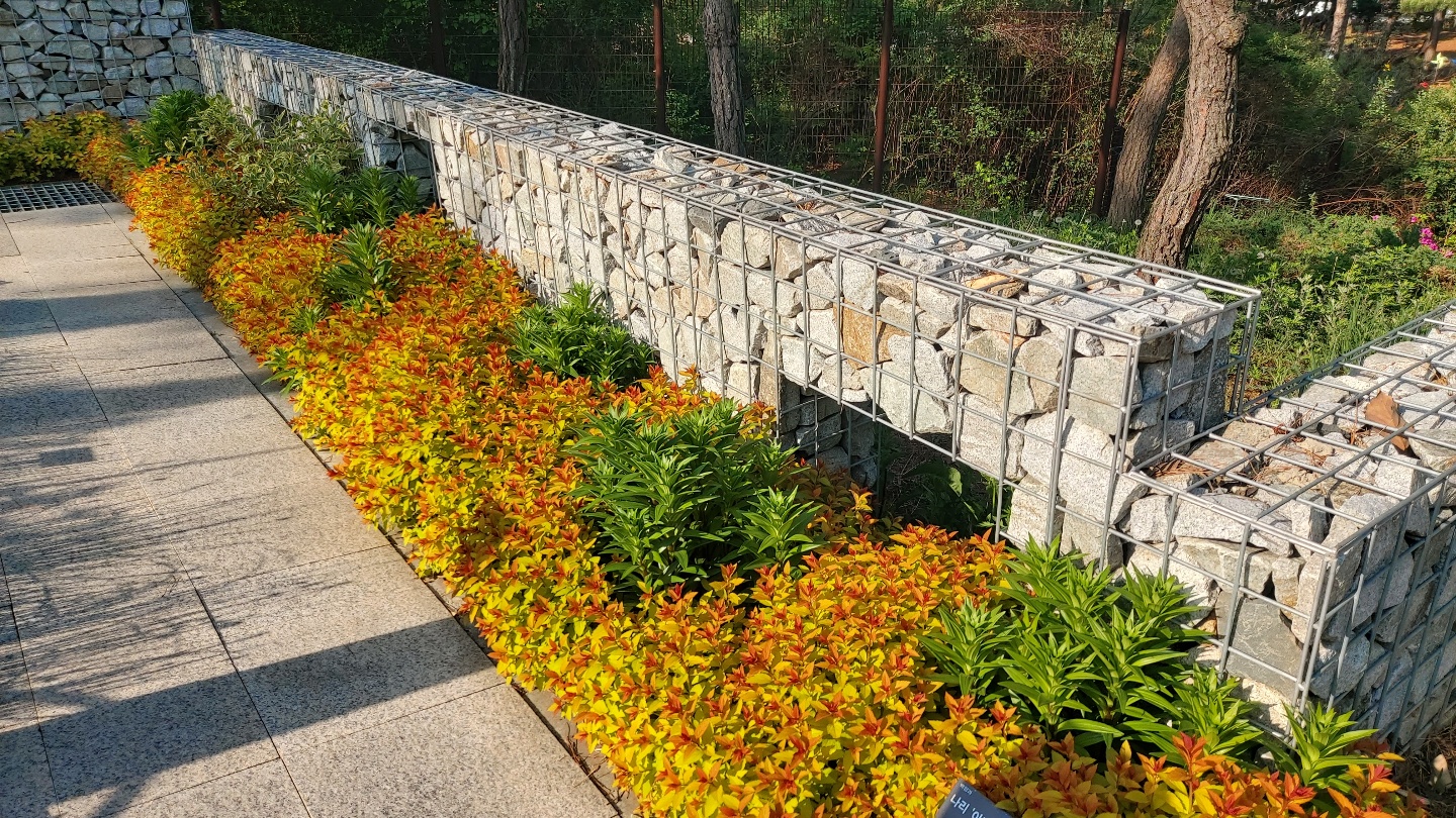 Spiraea japonica 'Magic Carpet'